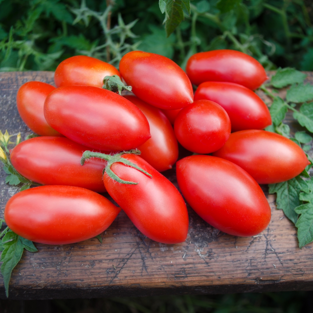 Roma Tomato