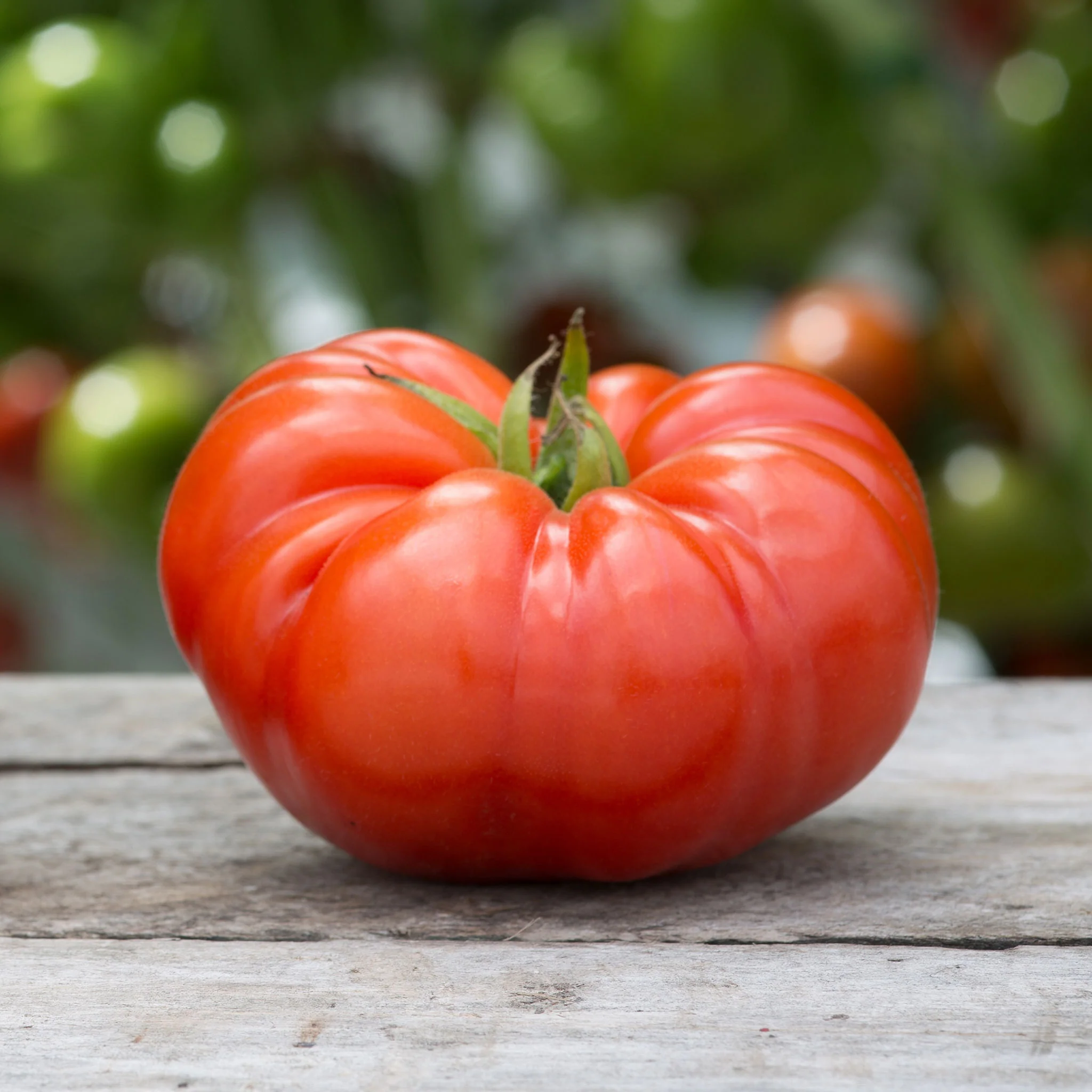 Beef Tomato