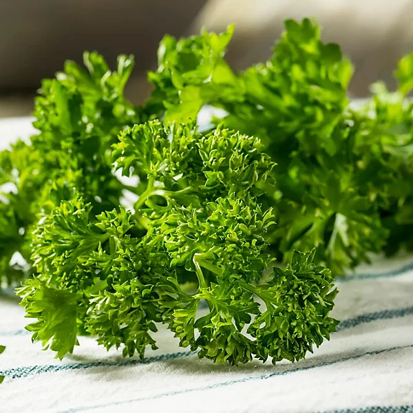 Curly Parsley