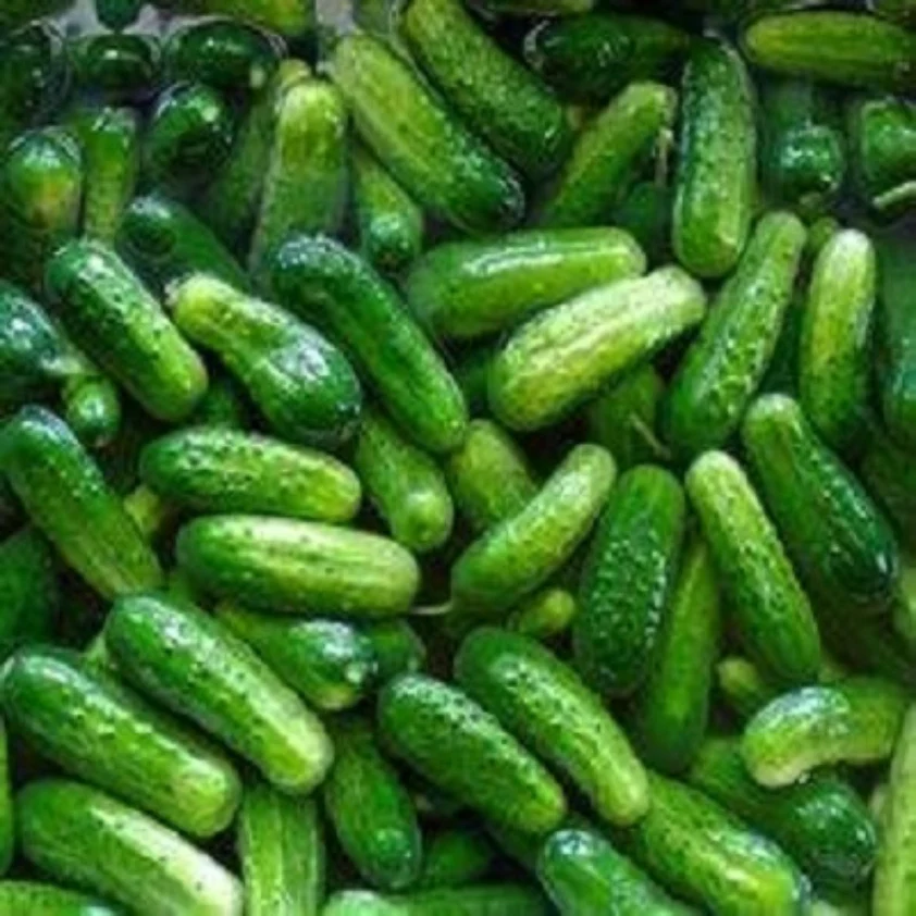 Mini Cucumber