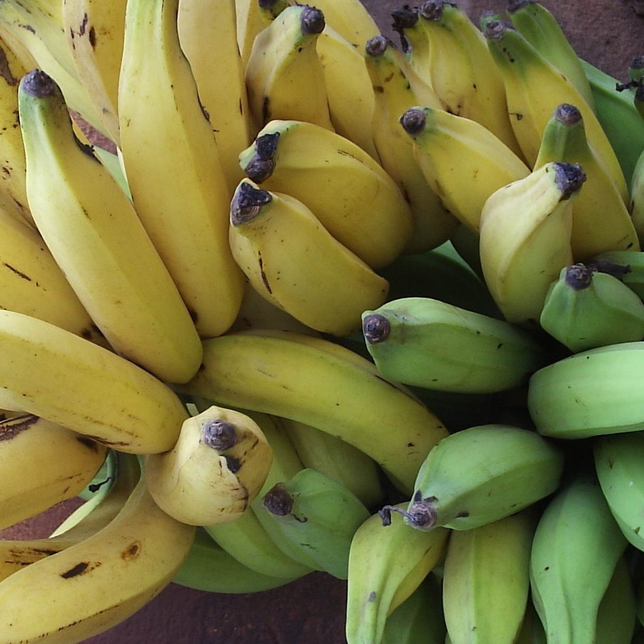 Plantain