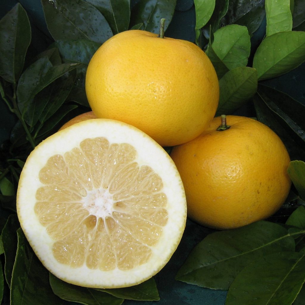 Yellow Grape Fruit